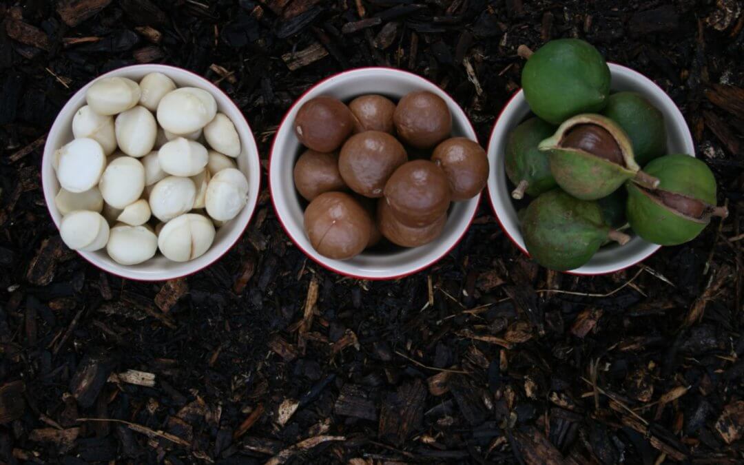 澳大利亚果仁 Macadamia Nuts