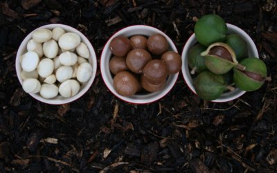 澳大利亚果仁 Macadamia Nuts